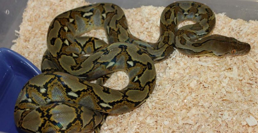 Сетчатый питон