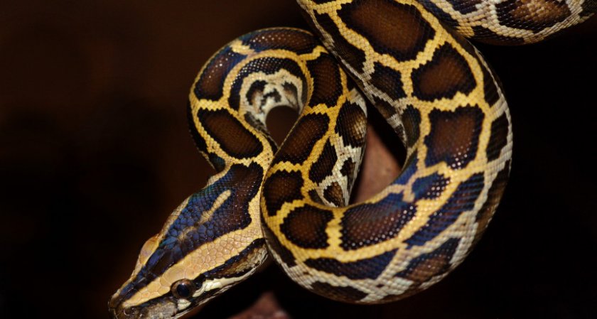 Тигровый питон