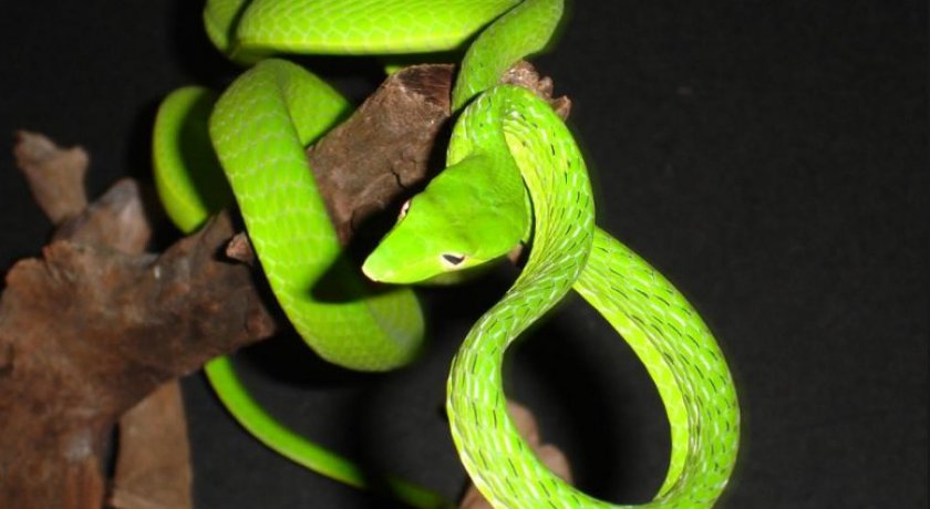 Зелёная плетевидка