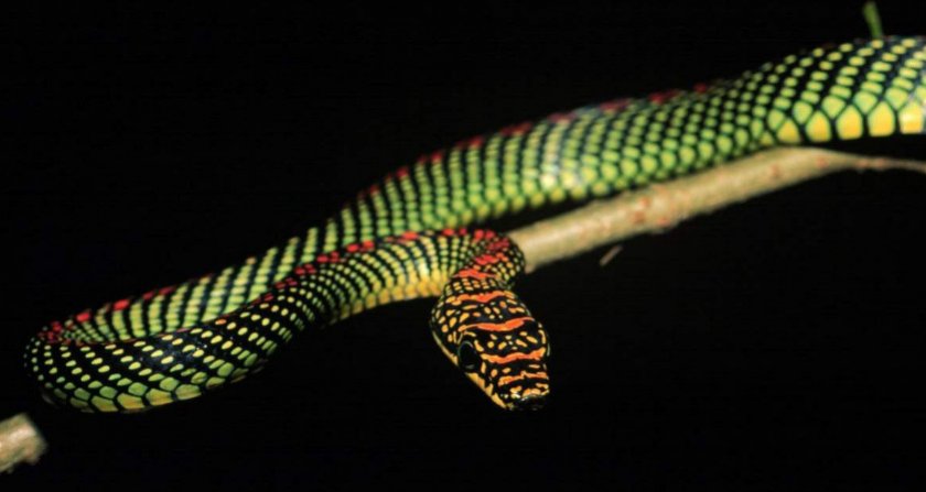 Летающая украшенная змея