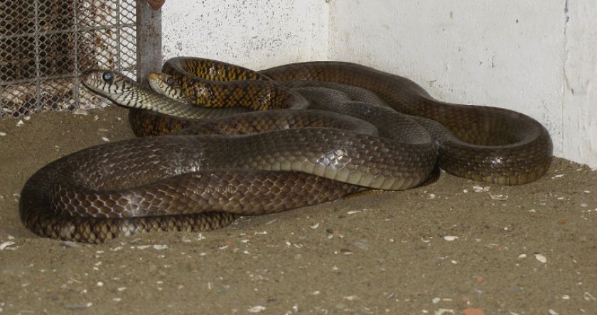 Большеглазый полоз