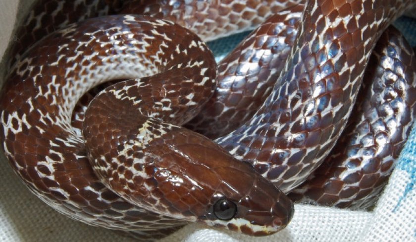 Индокитайский волкозуб