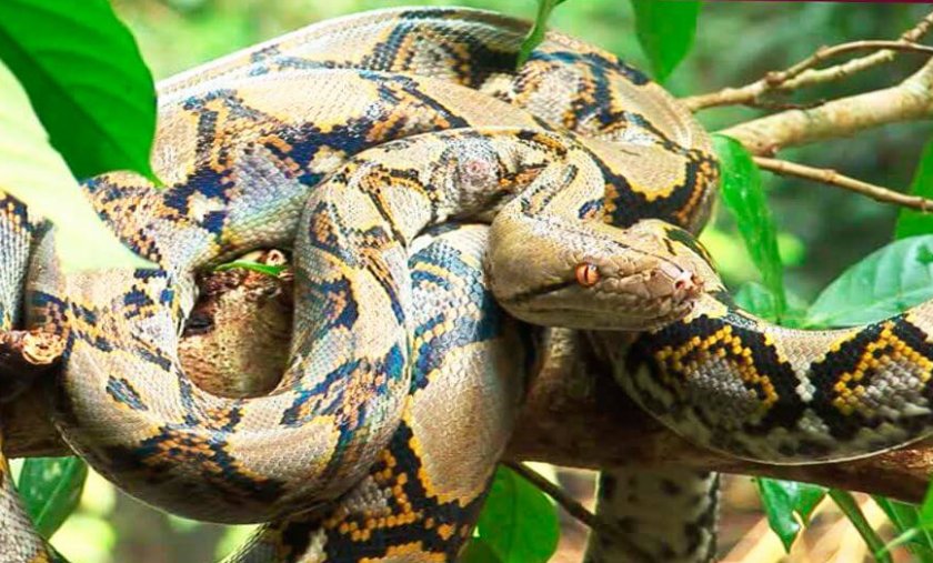 Сетчатый питон Сетчатый питон