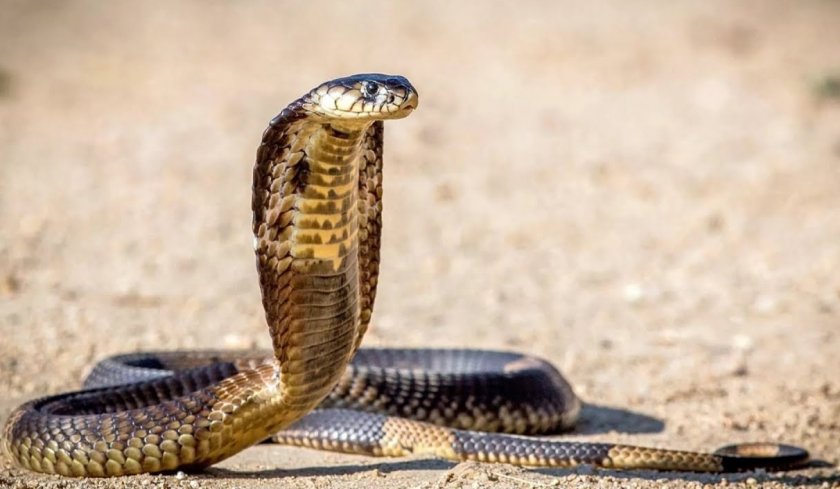Королевская кобра Королевская кобра