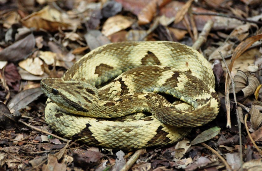 Обыкновенная жарарака Обыкновенная жарарака