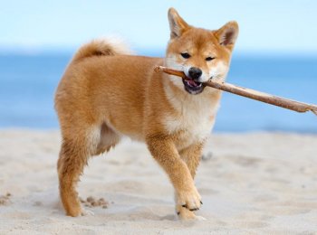Сиба ину или Шиба ину, описание породы