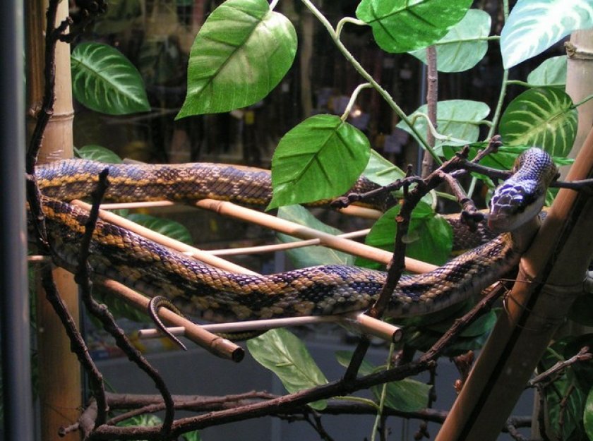 Змея в террариуме
