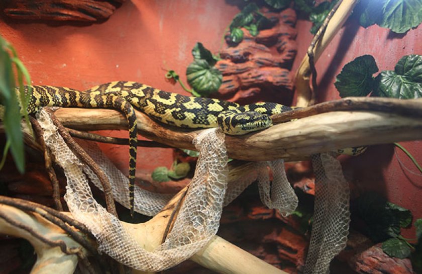 Линька у змеи