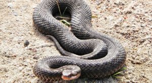Ядовитые змеи на территории России