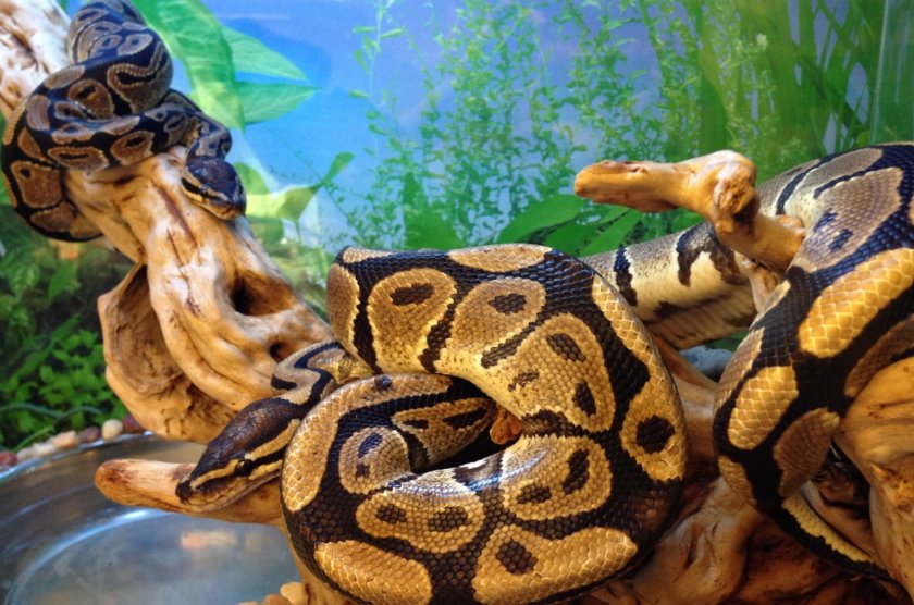 Обустройство террариума