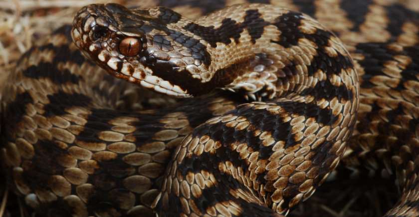 Обыкновенная гадюка