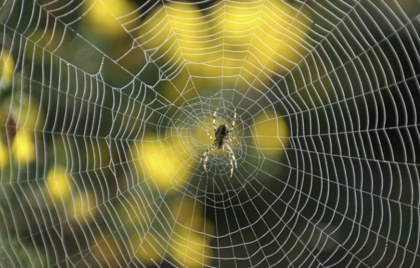 Паук и паутина