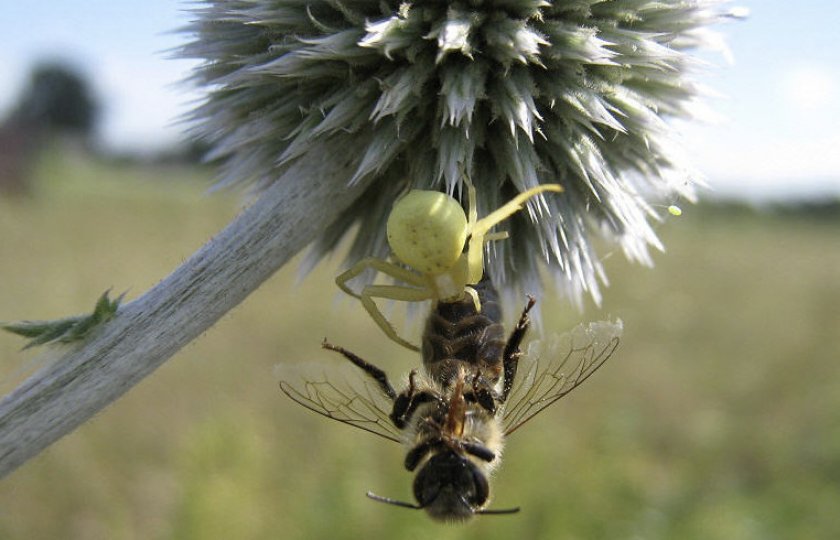 Паук и пчела