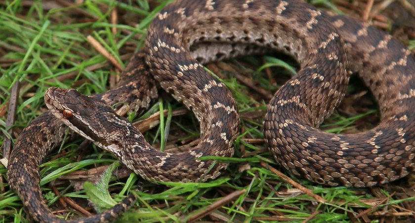 Щитомордник обыкновенный