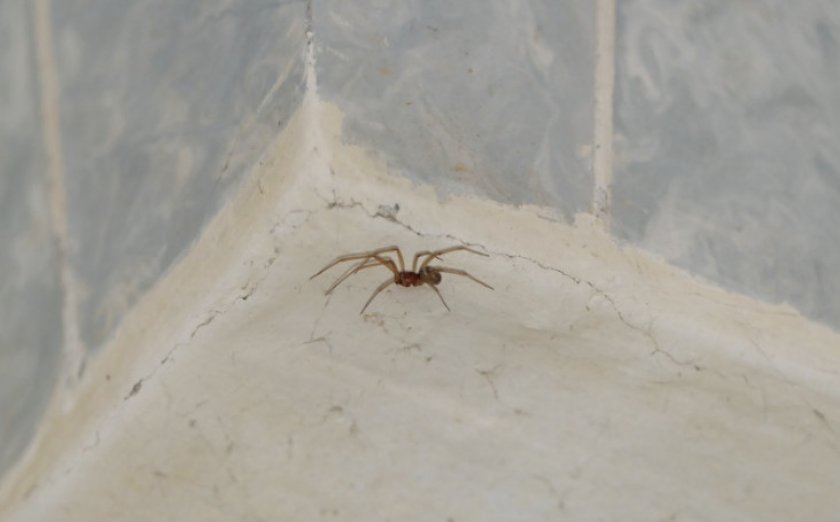 Паук в доме