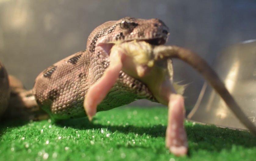 Чем кормить змею