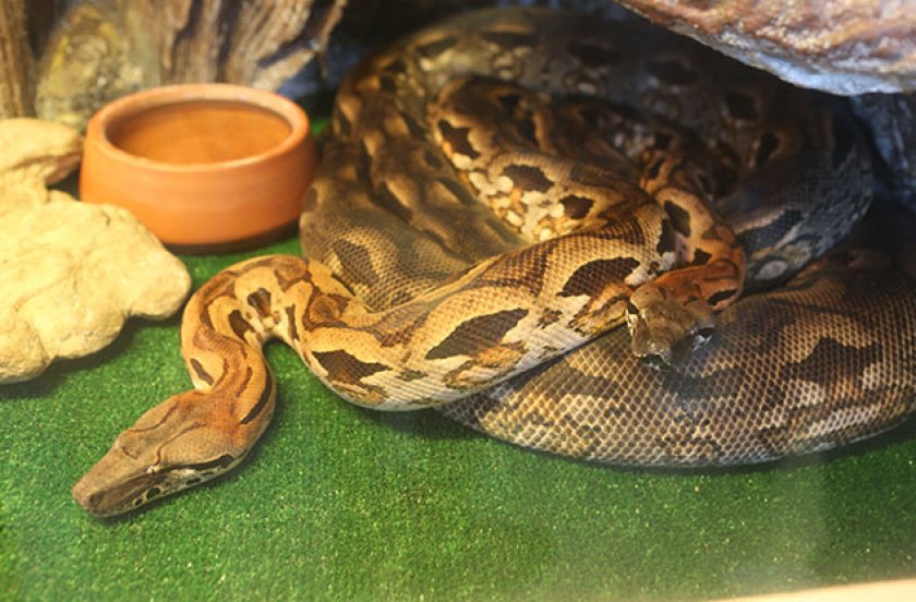 Спаривание Спаривание