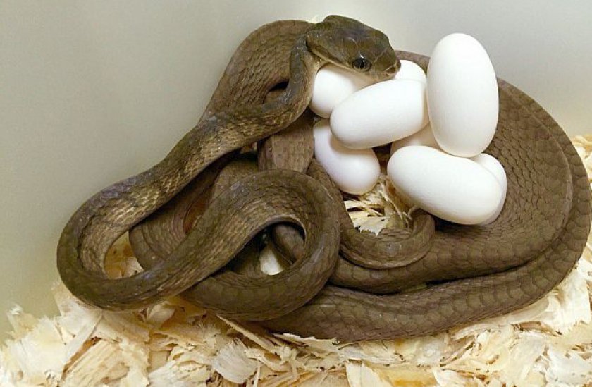 Яйцекладка Яйцекладка