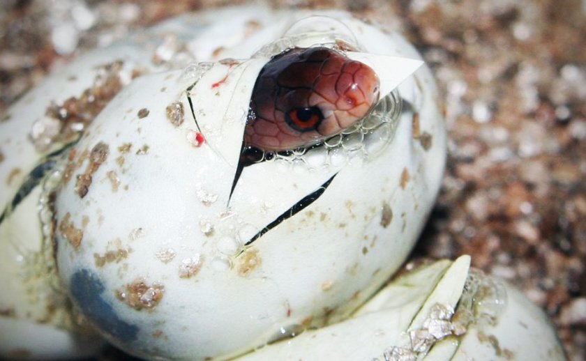 Вылупление потомства Вылупление потомства