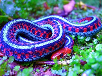 10 самых красивых змей планеты