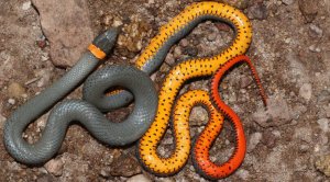 Самые красивые змеи в мире