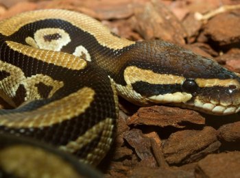 Продолжительность жизни змей в природе и домашних условиях, могут ли жить змеи без головы