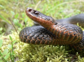 Описание и характеристика разных видов гадюки, симптомы, последствия и первая помощь при укусе