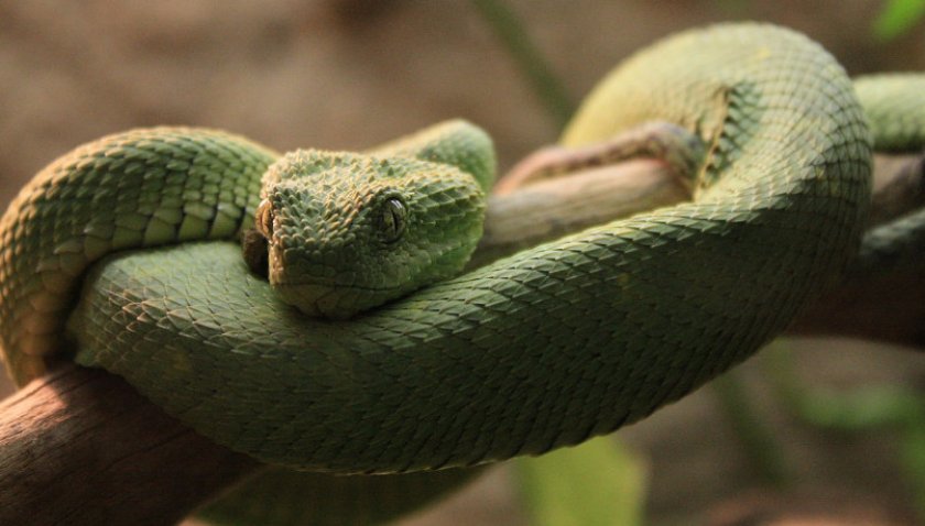 Шершавая древесная гадюка