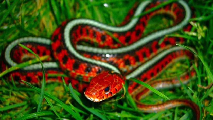 Калифорнийский подвязочный уж