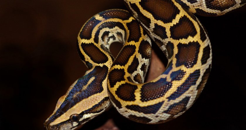 Тигровый питон