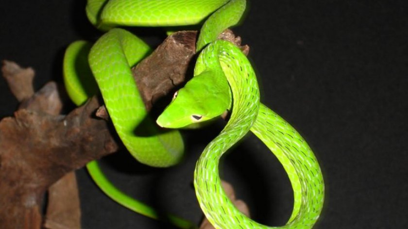 Травянисто-зелёная плетевидка