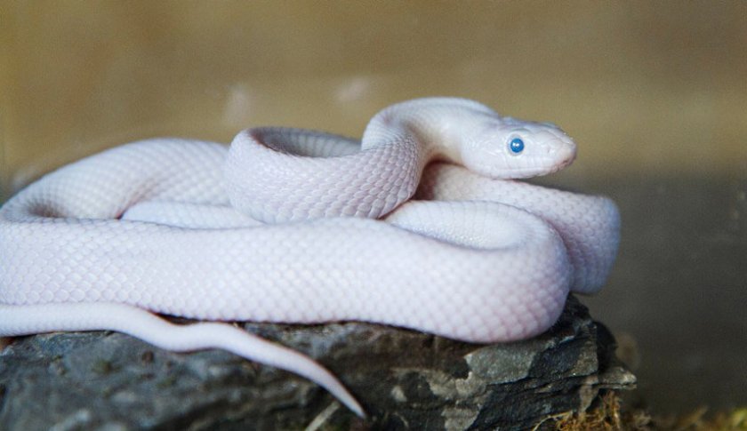 Техасский полоз