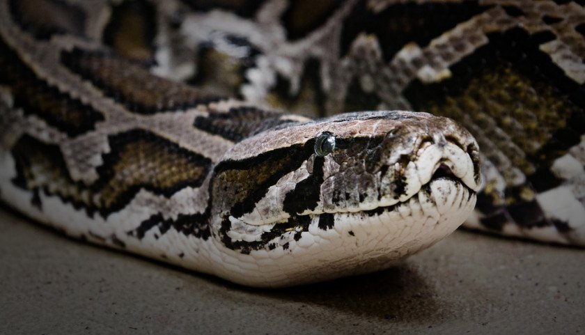 тигровый питон