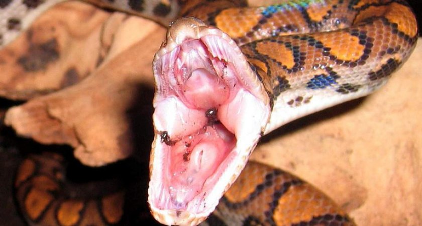 Радужные удавы