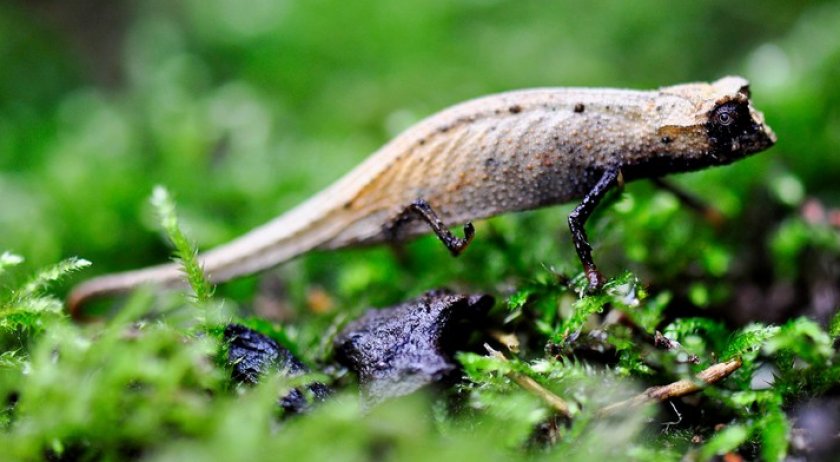 Малая брукезия