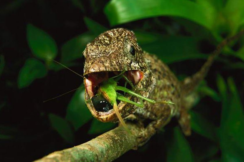 Питание хамелеона