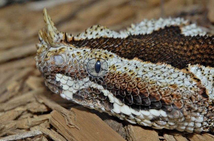 Гадюка-носорог