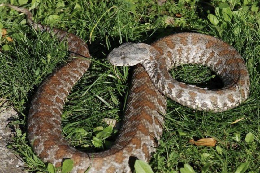 Левантская гадюка