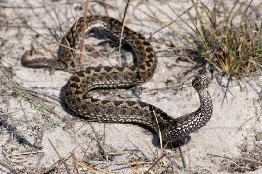 Степная гадюка