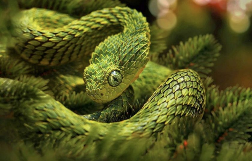 Колючая кустарниковая