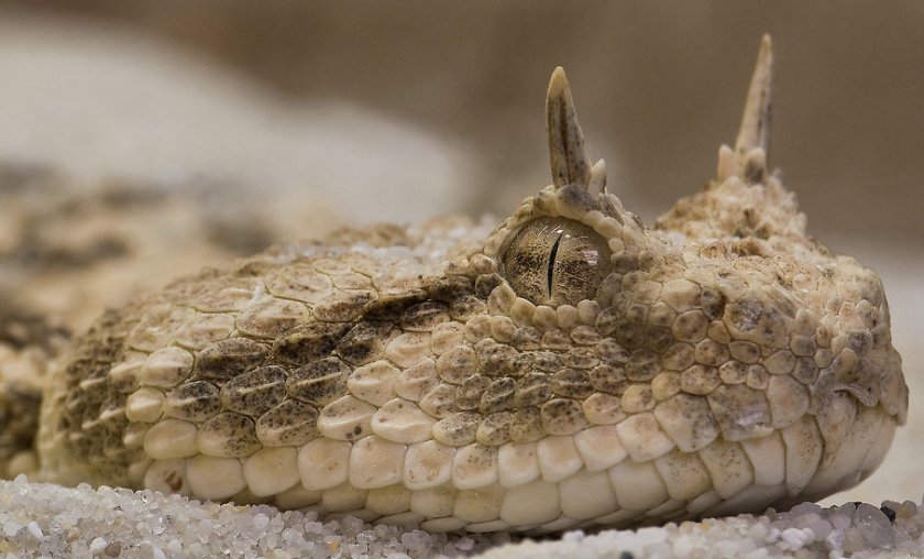 Пустынная гадюка