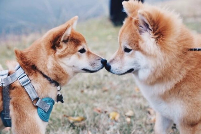 Порода Сиба ину