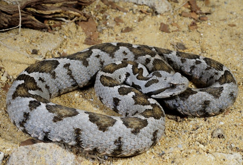 Малоазиатская гадюка