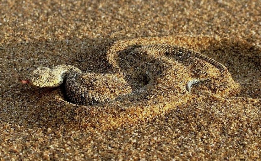 Африканская