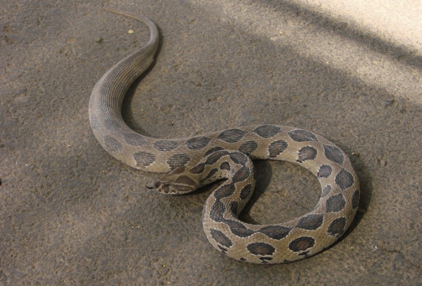 Гадюка Рузеля