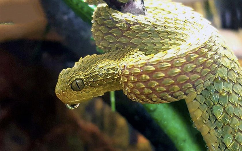 Шершавая древесная гадюка