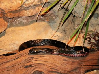 Кого едят змеи. Зачем змеи едят сами себя