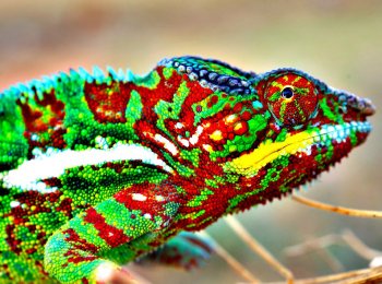 Как и за счёт чего хамелеоны меняют цвет