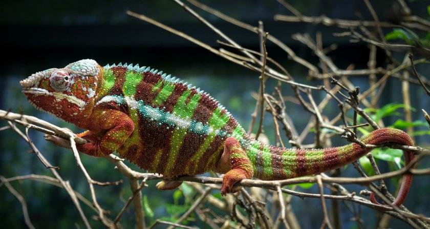 Хамелеон Хамелеон