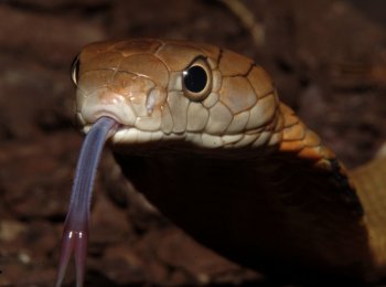 Почему у змеи раздвоенный язык?